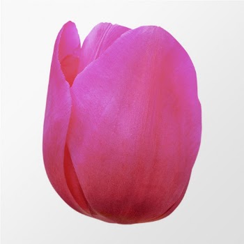 Blooming pink tulip, flower sticker | Free PSD - rawpixel