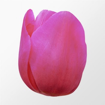 Blooming pink tulip, spring flower | Free Photo - rawpixel