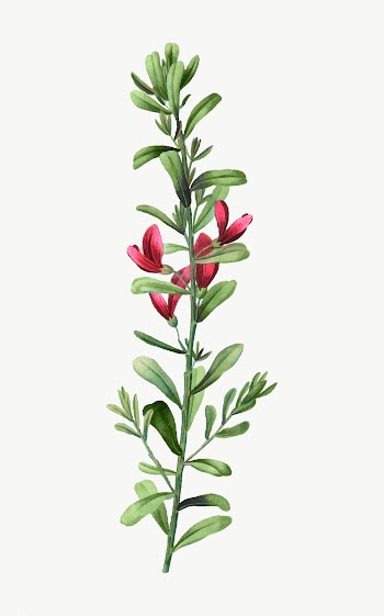 Blooming rattlebox flowers | Free stock vector - 568633
