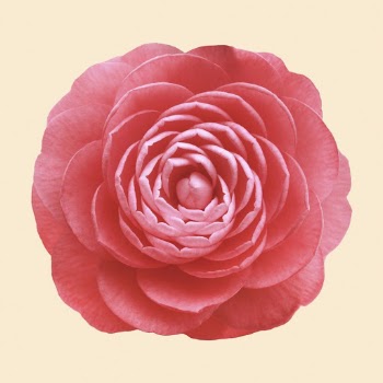 Blooming red camellia, flower clipart | Free Photo - rawpixel