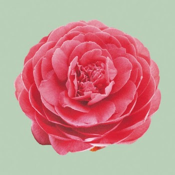 Blooming red camellia, flower clipart | Free Photo - rawpixel