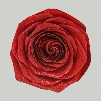 Blooming red rose, wet flower | Free Photo - rawpixel