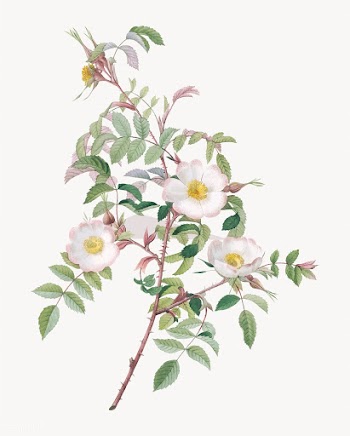 Blooming reddish rosebush | Free stock vector - 574181