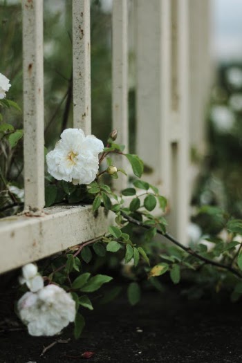 Blooming rose flowers with pleasant aroma in garden · Free Stock Photo