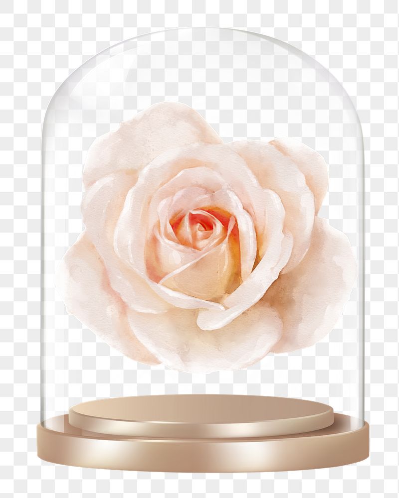 Blooming rose png glass dome | Free PNG - rawpixel