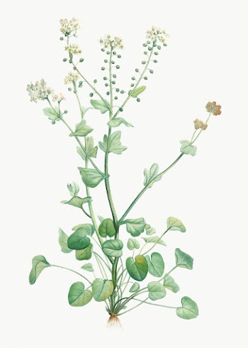 Blooming scurvy-grass | Free stock vector - 573886