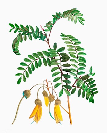 Blooming Sophora tetraptera | Free stock vector - 568333