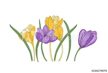 Blooming spring crocus flowers isolated on white background