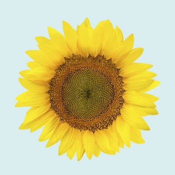 Blooming sunflower clipart on blue | Free Photo - rawpixel