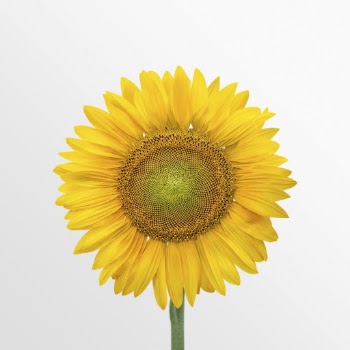 Blooming sunflower clipart on off white | Free Photo - rawpixel