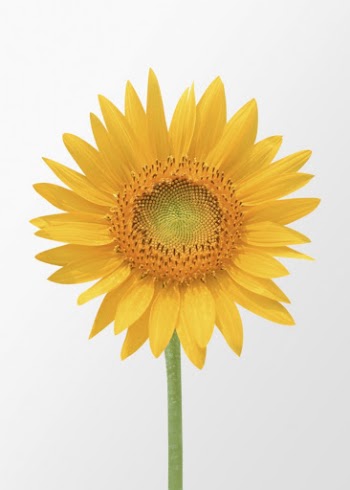Blooming sunflower clipart on off white | Free Photo - rawpixel