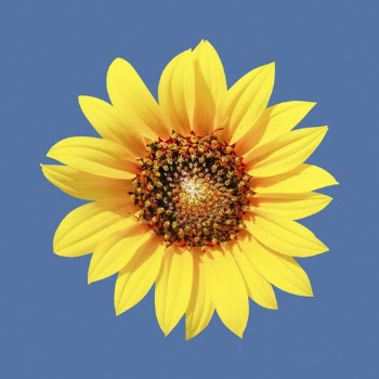 Blooming sunflower, flower collage element | Free PSD - rawpixel