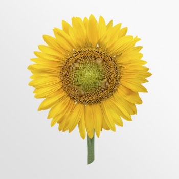 Blooming sunflower, flower collage element | Free PSD - rawpixel
