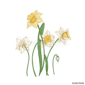 Blooming tender narcissus flowers isolated on white background