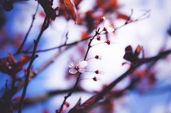 Blooming tree