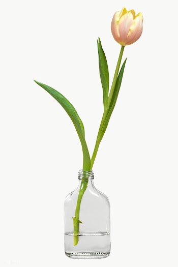 Blooming tulip in a bottle vase transparent png  | Free  transparent png - 2278142
