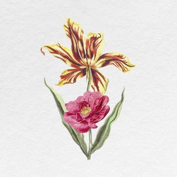 Blooming tulip, peony clipart, vintage | Free Photo - rawpixel