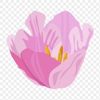 Blooming tulip png sticker, pink | Free PNG - rawpixel