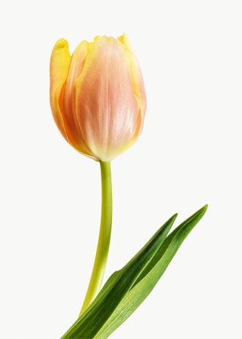 Blooming tulip transparent png  | Free  transparent png - 2278110