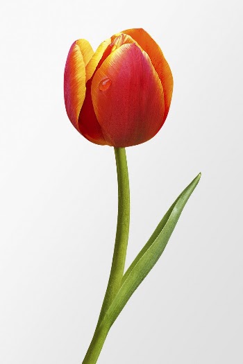 Blooming two tone tulip, spring | Free Photo - rawpixel