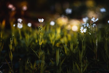 Blooming White and Yellow Daisy Flowers