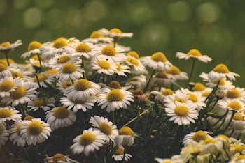 Blooming White and Yellow Daisy Flowers