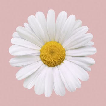 Blooming white daisy, spring flower | Free Photo - rawpixel