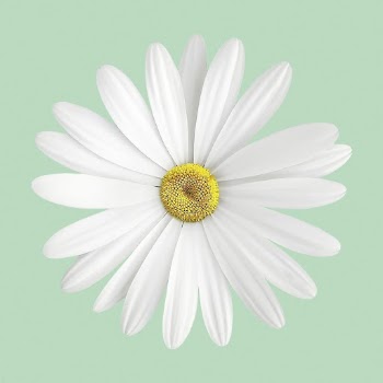 Blooming white daisy, spring flower | Free Photo - rawpixel