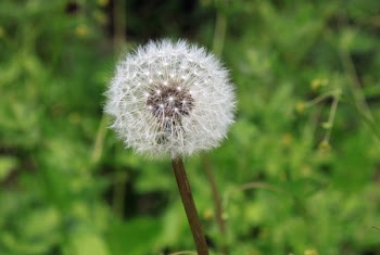 Blooming White Dandelion