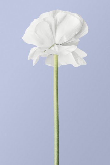 Blooming white ranunculus, flower clipart | Free Photo - rawpixel