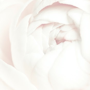 Blooming white ranunculus flower | Free  photo - 2279013