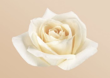 Blooming white rose, flower clipart | Free Photo - rawpixel