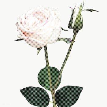 Blooming white rose flower halftone style design element | Free  transparent png - 2337849