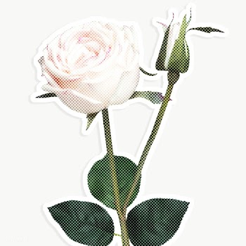 Blooming white rose flower halftone style design element sticker  | Free  transparent png - 2337851
