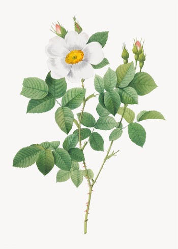 Blooming white roses | Free stock vector - 574128