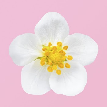 Blooming white strawberry flower clipart | Free Photo - rawpixel