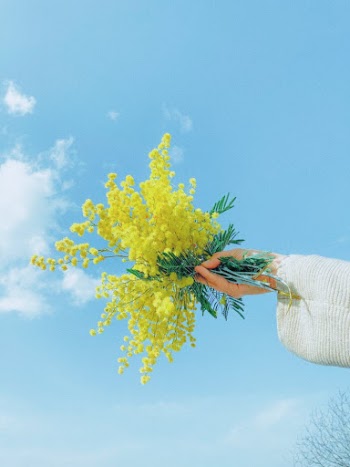 Blooming Yellow Flowers against Sky