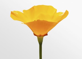 Blooming yellow poppy, flower clipart | Free Photo - rawpixel