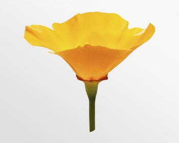 Blooming yellow poppy, flower clipart | Free PSD - rawpixel