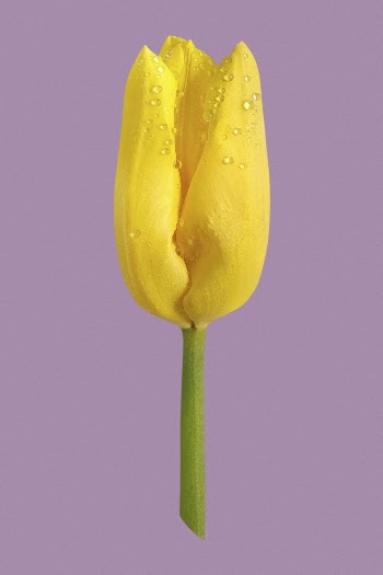 Blooming yellow tulip, flower clipart | Free PSD - rawpixel