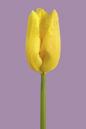 Blooming yellow tulip, spring flower | Free Photo - rawpixel