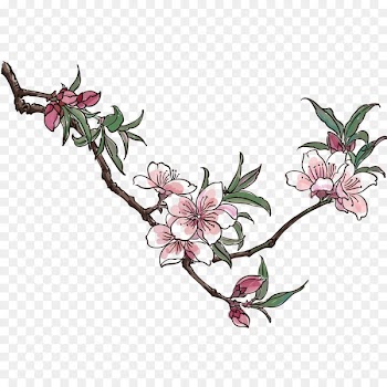 Blossom Drawing Vector graphics Peach Clip art - ameixa button 