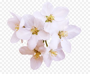 Blossom Ewha Womans University Pear - White Pear 
