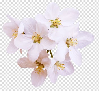 Blossom Ewha Womans University Pear, White Pear transparent background PNG clipart