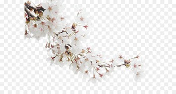 Blossom Publicity - White peach 