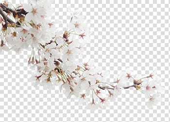 Blossom Publicity, White peach transparent background PNG clipart
