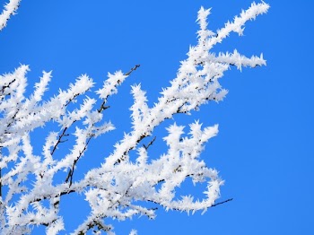Blossom Tree Photo