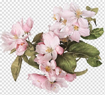 Blossom Watercolor painting Flower, painting transparent background PNG clipart