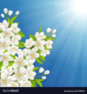  					Blossoming cherry vector image														