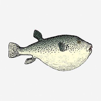 Blowfish clipart, sea animal vintage | Free Vector - rawpixel